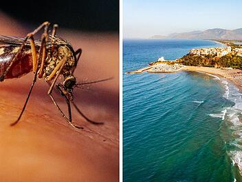 Italien-Urlaub 2025: West-Nil-Virus breitet sich aus - was Reisende wissen müssen