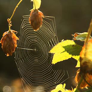 Die schönsten Fotos im Herbst aus Forchheim und Umgebung