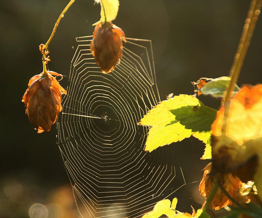Die schönsten Fotos im Herbst aus Forchheim und Umgebung