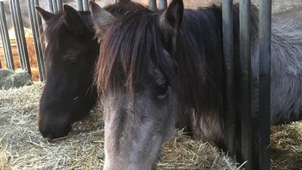 Die Klage einer Frau auf Rückgabe dreier Pferde wurde abgewiesen. Foto: Landratsamt