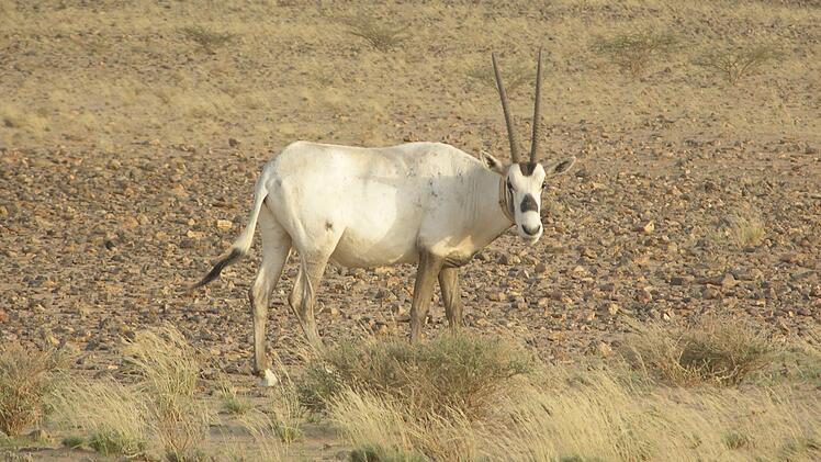 Eine Arabische Oryx-Antilope in der freien Natur. Ohne Zoos wüde es auch diese Art bereits nicht mehr geben.