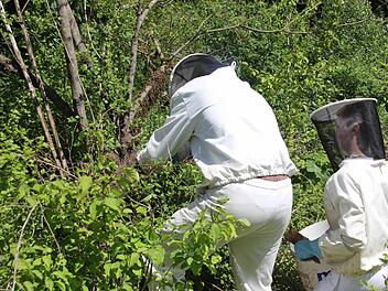Klaus und Max Ruppert (von links) fingen einen Bienenschwarm, der am Ast links von Kopfschutz und linkem Arm von Klaus Ruppert hing, wieder ein.  Foto: Friedwald Schedel