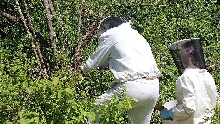 Klaus und Max Ruppert (von links) fingen einen Bienenschwarm, der am Ast links von Kopfschutz und linkem Arm von Klaus Ruppert hing, wieder ein.  Foto: Friedwald Schedel