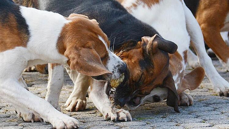 Da gab es schon mal Gerangel am Marktplatz, als der Pansen den Hunden als Dankeschön vorgelegt wurde. Foto: Friedrich