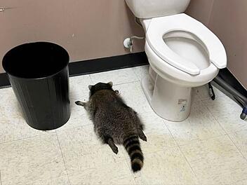 Betrunkener Waschb&auml;r in Virginia