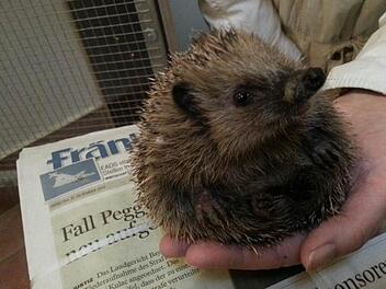Zeitungen für die Jung-Igel: Die Käfige im Tierheim werden aus Hygienegründen mit alten FTs ausgelegt. Foto: Anna Lienhardt