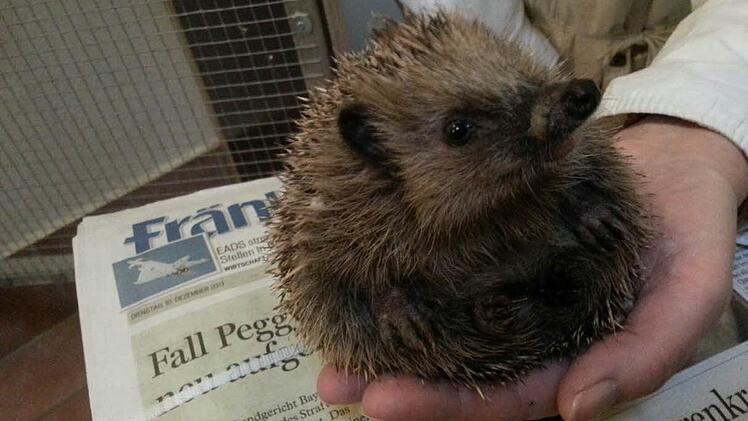 Zeitungen für die Jung-Igel: Die Käfige im Tierheim werden aus Hygienegründen mit alten FTs ausgelegt. Foto: Anna Lienhardt
