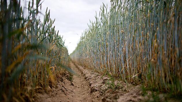 Die ungew&ouml;hnlich hohen Temperaturen machen den Landwirten zu schaffen. Foto: Christoph Schmidt/dpa