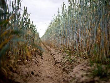 Die ungewöhnlich hohen Temperaturen machen den Landwirten zu schaffen. Foto: Christoph Schmidt/dpa
