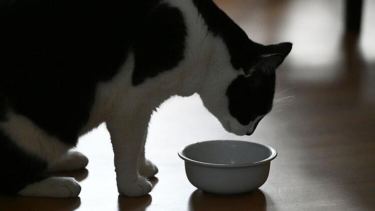 Katze frisst Katzenfutter