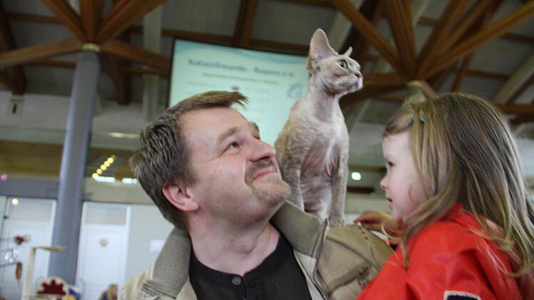 Die Edelkatze Devon Rex sucht sich selbst die Menschen aus, mit denen sie Kontakt haben will.