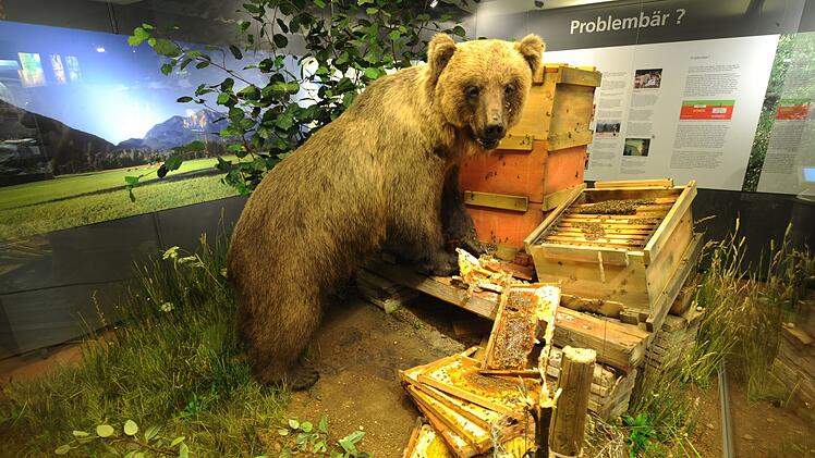 Braunb&auml;r "Bruno"