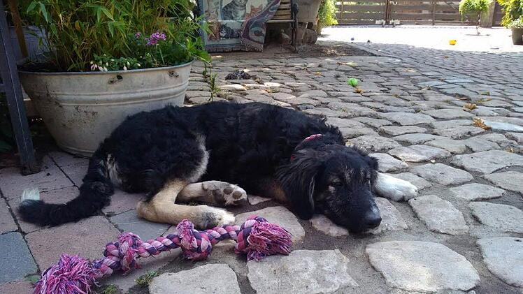 Mischlingshund Buddy aus dem Tierheim Smeura ist derzeit im Tierheim in Oberndorf zuhause.  Foto: privat