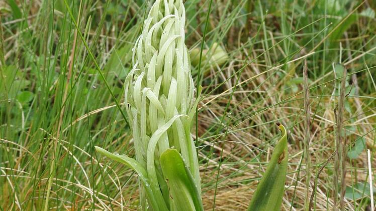 Bevorzugt den Magerrasen: Die Bocksriemenzunge, eine Orchideen-Art, die am Haarberg zu bewundern ist. Foto: Bauer
