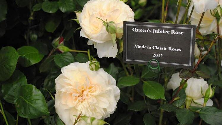 Zu Königin Elisabeths Thronjubiläum wurde diese Rose gezüchtet.  Foto: Archiv