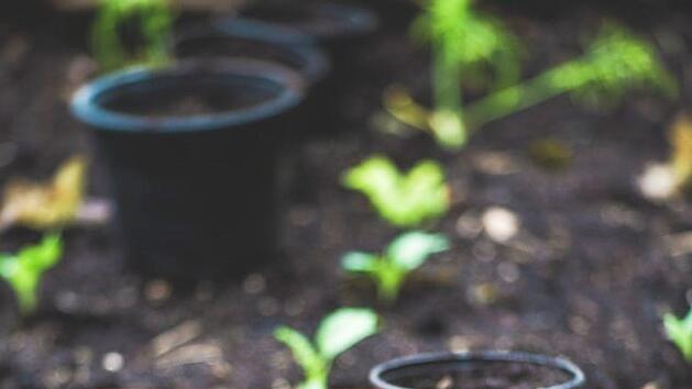 Ein Frühbeet anlegen