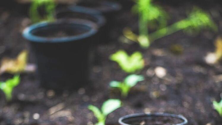 Ein Fr&uuml;hbeet anlegen