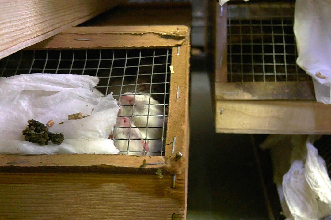 Illegaler Tiertransport mit mehr als 7000 Tieren gestoppt