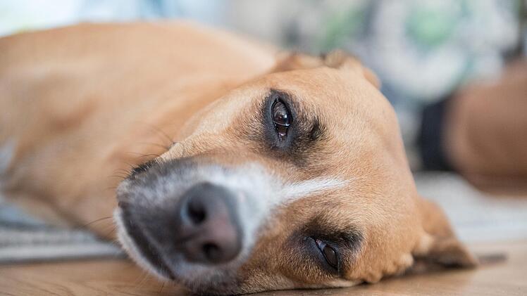 Eine mysteriöse Krankheit tötete in Norwegen bereits mehr als ein Dutzend Hunde. Symbolfoto: Robert Günther/dpa