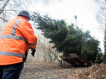 Fällung Weihnachtsbaum für Bundeskanzleramt