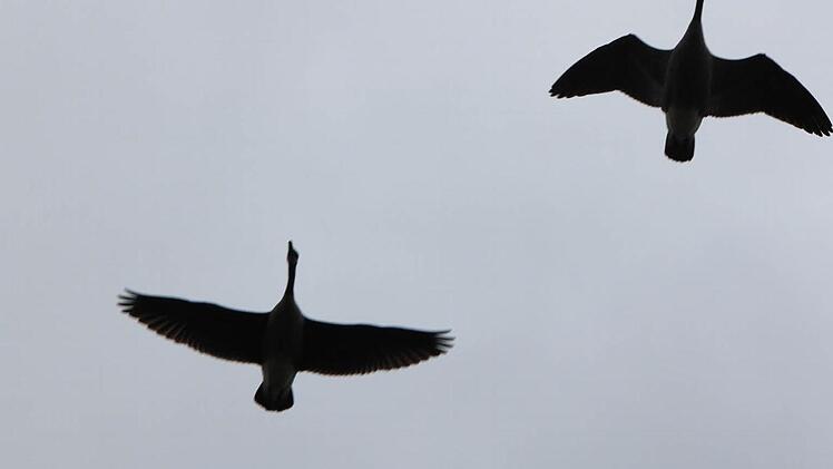 Auch sie bewohnen das Biotop an der Mainschleife bei Unterbrunn Foto: Matthias Einwag