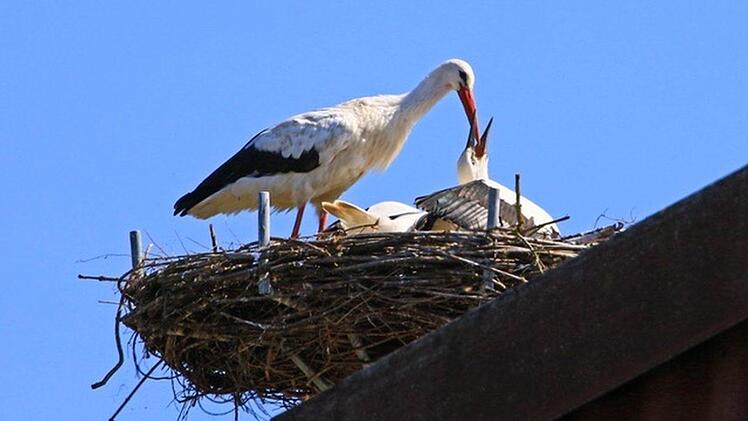 Jetzt bettelt der Nachwuchs, indem er mit seinem Schnabel nach dem Schnabel des Altstorchs schnappt. Auf diese Weise wird er erstmal mit Wasser versorgt, immerhin hat es fast 30 Grad heute. Foto: Hans-Peter Schönecker