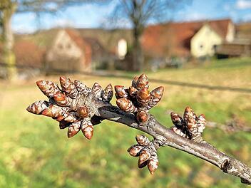 Die Knospen befinden sich nicht mehr lange in der Vegetationsruhe.