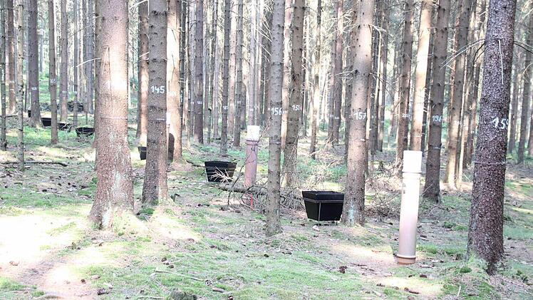Das eingezäunte 50 mal 50 Meter große Waldstück ist mit zahlreichen Messeinrichtungen ausgestattet. In den Rohren wird der Niederschlag gemessen, in den schwarzen Kübeln werden herabfallende Nadeln gesammelt. Alle Bäume sind markiert, um den Zuwuchs zu ermitteln.  Foto: Friedwald Schedel