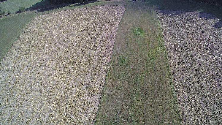 Von oben: Wo der Mais normal geerntet werden konnte, ist die Fläche braun. Wo Reste der Pflanzen erkennbar sind, haben Wildschweine gewütet. Foto: Jürgen Förg