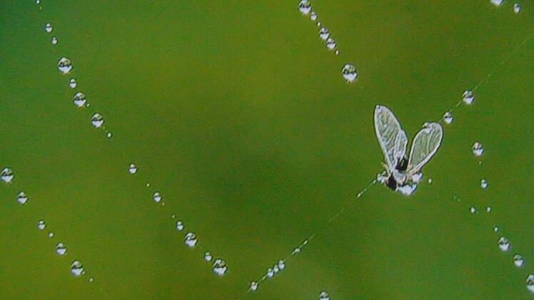 Motiv von Werner Schmitt aus Neunkirchen am Brand Foto: Petra Malbrich