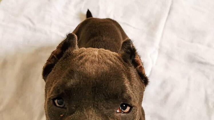 Hund Hugo wurde auf der A3 aus einem Sprinter befreit. Nun erholt sich der Welpe von seinen Strapazen. Foto: Hersbrucker Tierheim