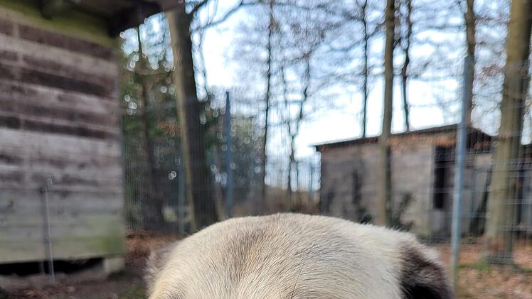 Tierheim Kulmbach: Hündin Sulti sucht vergeblich nach Zuhause - zahllose Versuche seit zwei Jahren gescheitert