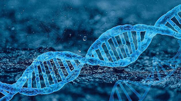 Die menschlichen Erbanlagen liegen als DNA im Zellkern vor.