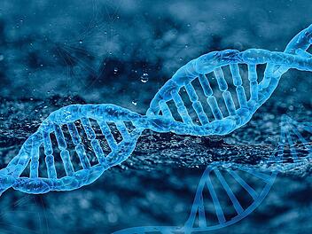 Die menschlichen Erbanlagen liegen als DNA im Zellkern vor.
