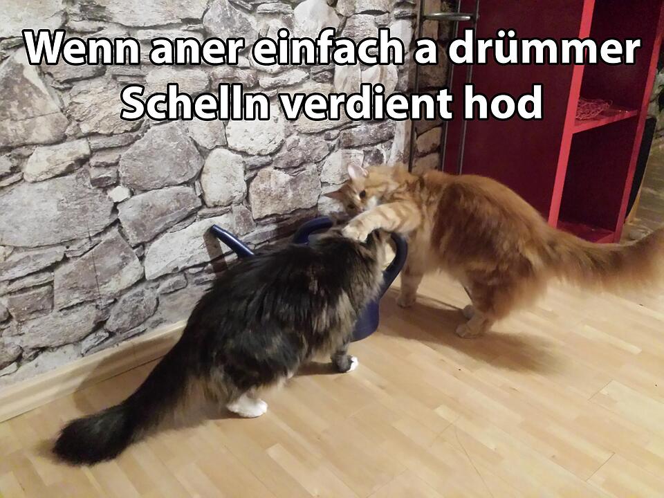 29 fränkische Katzen, die dich verstehen