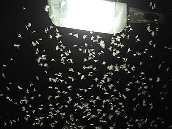 Nachtaktive Insekten fliegen auf weißes Licht. Foto: Armin Weigel/dpa