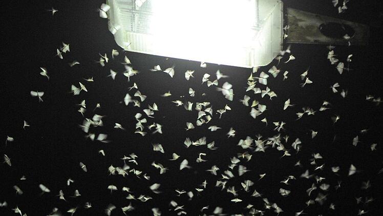 Nachtaktive Insekten fliegen auf weißes Licht. Foto: Armin Weigel/dpa