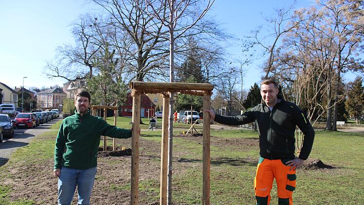 Kitzingen: Kranke B&auml;ume f&auml;llen und neue pflanzen - das ist die Aufgabe der Stadtg&auml;rtner