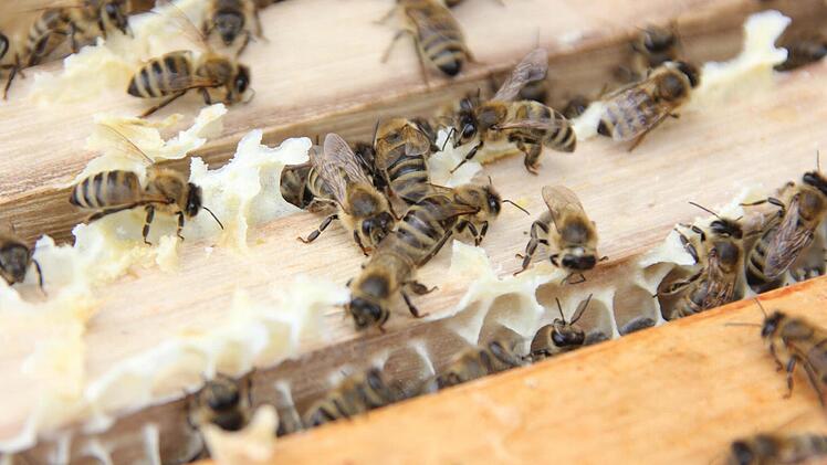 Die Bienen auf den Waben  Foto: Friedwald Schedel