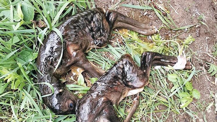 Auch die zwei Rehkitze, die in Kürze das Licht der Welt erblickt hätten, konnten nicht gerettet werden.