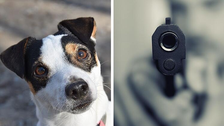 Mainleus: Hundehalter bedroht Mann mit Waffe - weil Tiere frei herumliefen