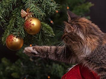 Katzen und Christbäume - ein spannendes Unterfangen.