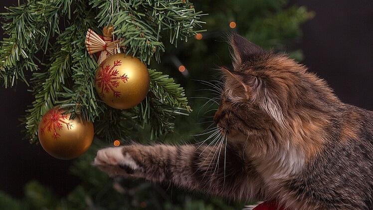 Katzen und Christbäume - ein spannendes Unterfangen.