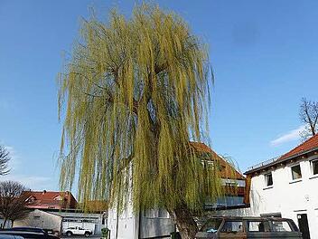 In dieser Weide hat sich ein Pilz breitgemacht, der Fäule entstehen lässt, was wiederum zu Holzbrüchen führen kann. Die Stadt Herzogenaurach hat nun angeordnet, dass der Baum gefällt und ein junger Baum an selber Stelle als Ersatz gepflanzt werden soll. Foto: privat