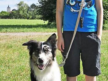 Der elf Jahre alte Gregor Schnös aus Knetzgau hat die Begleithundeprüfung mit seinem Hund Oskar, einem einjährigen Australian Shepherd, mit Erfolg bestanden.