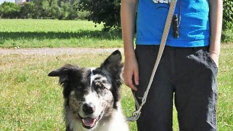 Der elf Jahre alte Gregor Schnös aus Knetzgau hat die Begleithundeprüfung mit seinem Hund Oskar, einem einjährigen Australian Shepherd, mit Erfolg bestanden.