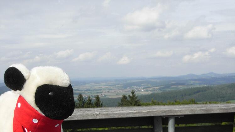 Wanderschaf Rhönschnuppe auf dem Turm der Mottener Haube vor dem Panorama des Hessischen Kegelspiels. Foto: Joachim Rübel