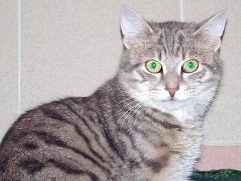 Pit sucht wie die vier Katzen-Br&uuml;der Carlo, Camillo, Claudio und Clemens ebenfalls ein Zuhause. Foto: Tierschutzverein Kronach