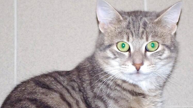 Pit sucht wie die vier Katzen-Br&uuml;der Carlo, Camillo, Claudio und Clemens ebenfalls ein Zuhause. Foto: Tierschutzverein Kronach