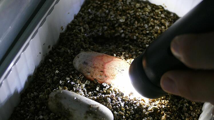 Tiergarten Nürnberg züchtet Sumpfschildkröten: Süßer Nachwuchs kam auf die Welt